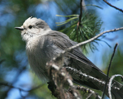 Gray Jay