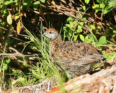 Spruce Grouse