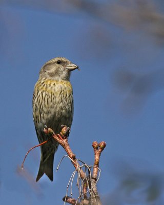 Whie-winged Crossbill
