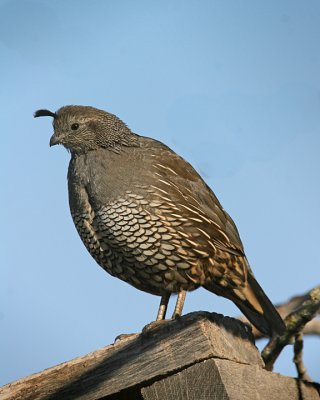 Calfornia Quail