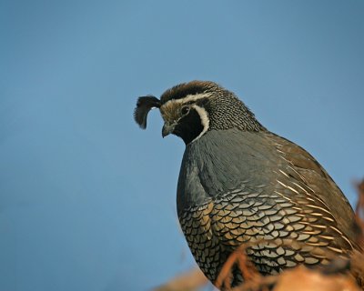 Calfornia Quail