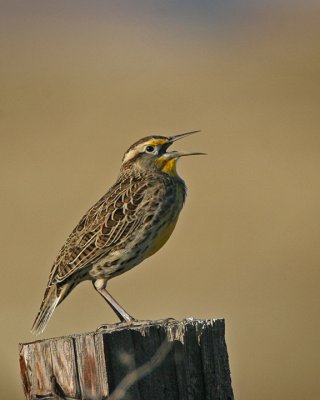 Western Meadowlark