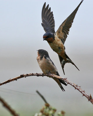 Barn Swallows