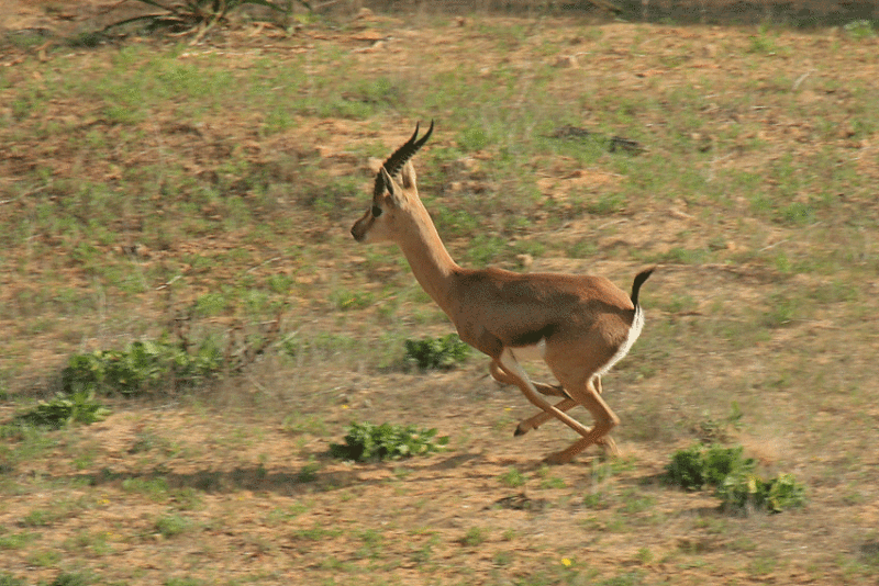 Gazella gazella