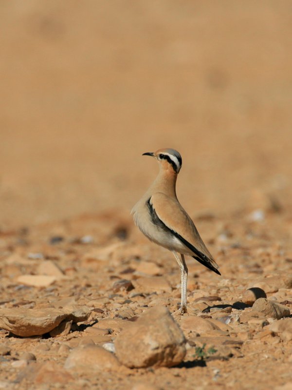 Creamcoloured courser