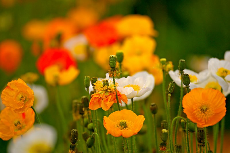 poppies