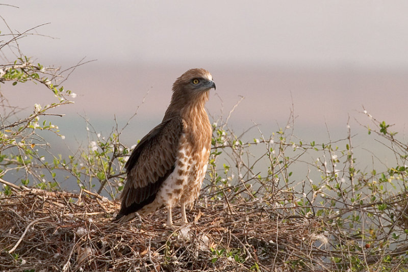 Short-toed Eagle