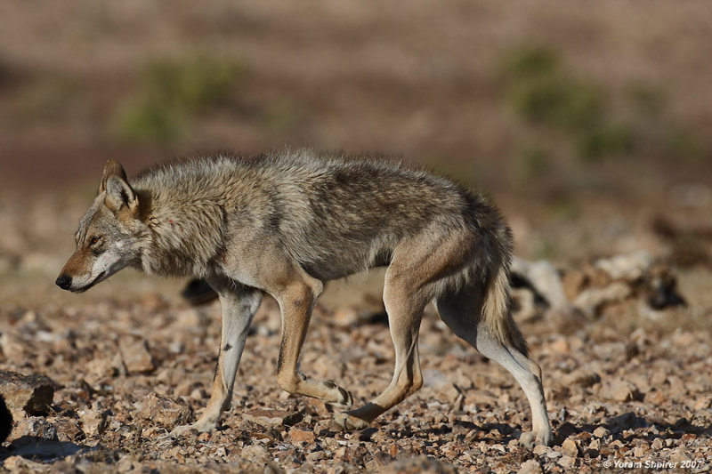 Wolf