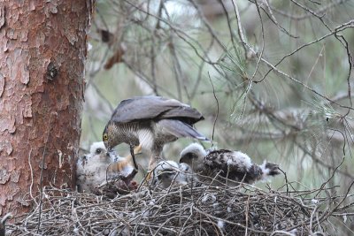 Sparrowhawk - female with nestling