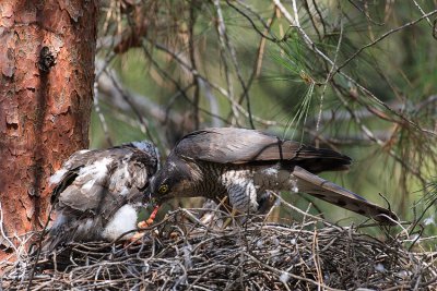 Sparrowhawk - female with nestling
