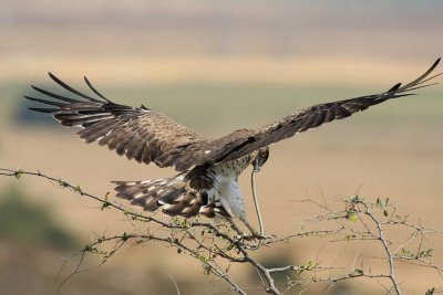 Short-toed Eagle
