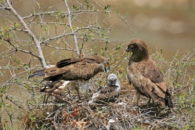 Short-toed Eagle