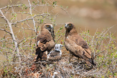 Short-toed Eagle