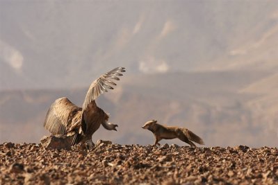 Griffon Vulture and  Fox