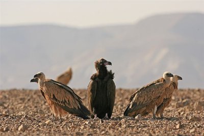 Griffon Vultures and Black Vulture