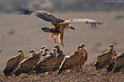 Griffon Vultures