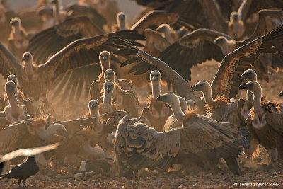 Griffon Vultures