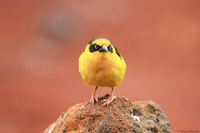 BAGLAFECHT WEAVER