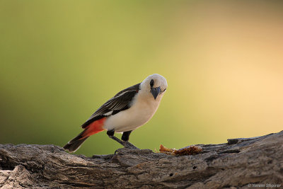 WHITE - HEADED BUFALO - WEAVER