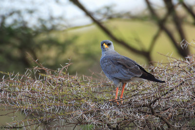 EASTERN CHANTING GOSHAWK