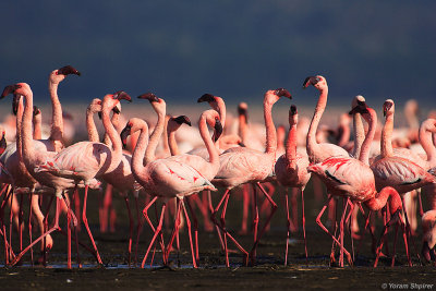 LESSER FLAMINGO