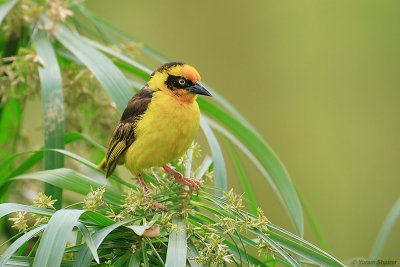 BAGLAFECHT WEAVER