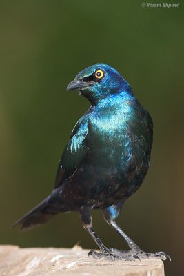 Greater Bleu-eared Starling