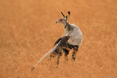 SECRETARYBIRD