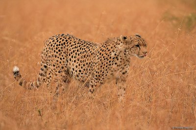 CHEETAH