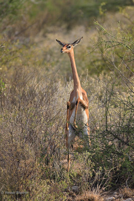 Gerenuk standing up
