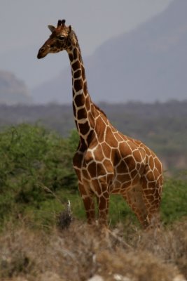 giraff