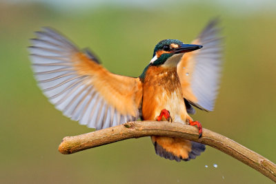 Common Kingfisher