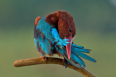 White-throated Kingfisher