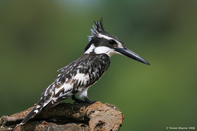 Pied Kingfisher