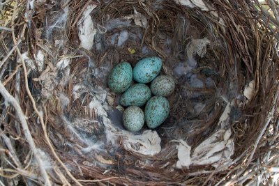 Four Hooded  Crow eggs and two  Cuckoo eggs
