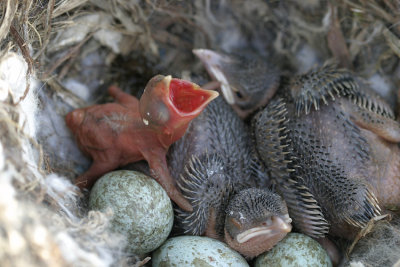 Two Cuckoo nestling day 6 Hooded Crow nestling day 0