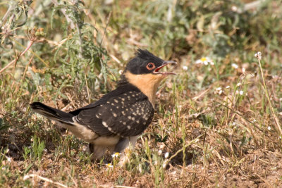  Cuckoo nestling day 19