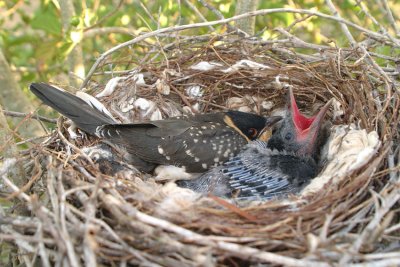 Cuckoo nestling day 22 Hooded Crow nestling day 16