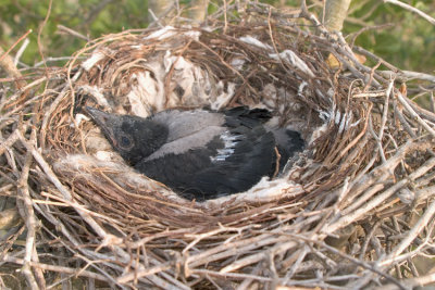 Crow nestling day 21