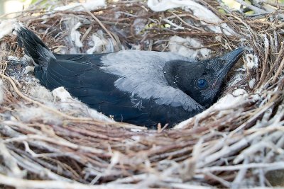 Crow nestling day 27