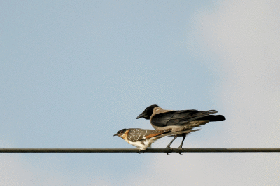 Hooded Crow end young Great Spotted Cuckoo