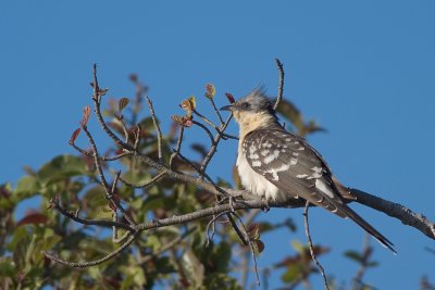 Great Spotted Cuckoo