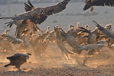 Griffon Vultures and  Wolf