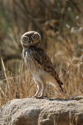 Little Owl