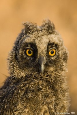 Long-eared_Owl