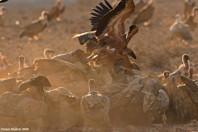 Griffon Vultures