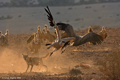 Griffon Vultures and  Wolf