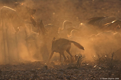 Griffon Vultures and  Wolf