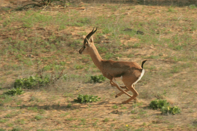 Gazella gazella