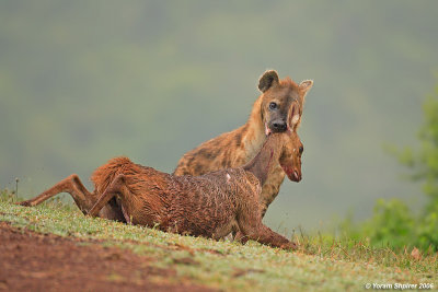 Hyena kil Bushbuck 12